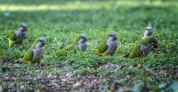 Банда / Квакеры в основном обитают на деревьях, но утром ,когда земля влажная от росы или полива, они спускаются на землю в поисках чего-нибудь вкусненького.