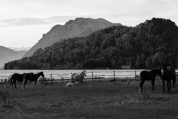Вечер. / **Телецкое озеро.*