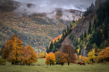 Fall In Mazeri / Осенние краски в Мазери