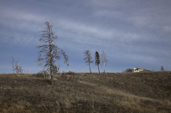 Русский лес / Русский лес. Л. Леонов