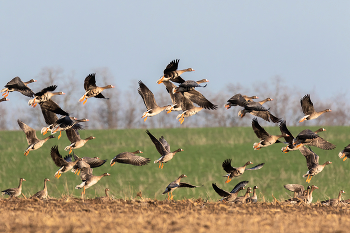 Стая уходит в небо / ***