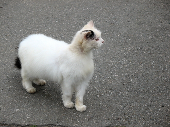 Кто это там? / ***