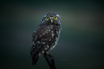 Ждём рассвет / Ждём рассвет