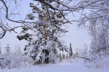 Лесной ералаш / Лесной ералаш завораживает своей хаотичной красотой:
ветви, будто живые существа тянутся друг к другу, сплетаются, расходятся и снова находят точки соприкосновения.
В этой паутине каждый узел- случайная встреча двух судеб: сосны и березы