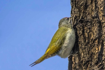 Дятел седой. / ***