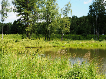 Старый карьер / Старый карьер в подмосковье. Июнь 2024.