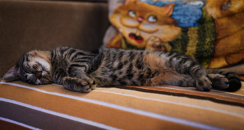 &quot;Скумбрия&quot; / ***