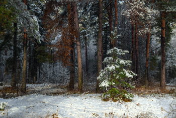 Лес встречает первый снег / Интимный пейзаж
