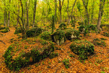 Мангупский лес / Крым