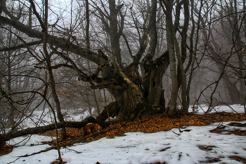 Бук / Крым, Демерджи