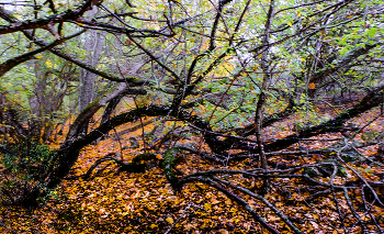 Жизнь искарёжила / Крым