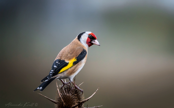 Подозрительность / Прилетевший потрапезничать щегол с изрядной долей сомнения посматривает на уставившийся на него из укрытия большой черный глаз.