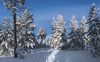 Здесь сосны в шалях снеговых... / ...