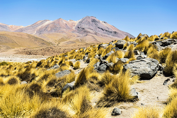 Пустыня / Атакама