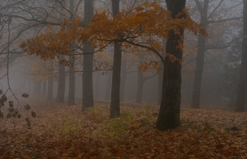 Туманное утро / Осень