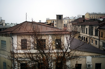 дерево / город