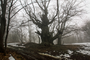 Старый бук / Крым. Демерджи
