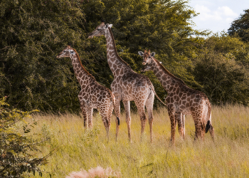 Квартет / не басня