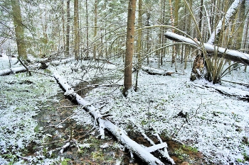 &quot;Среди снегов бежит ручей, дорожкой темной и блестящей...&quot; / &quot;Среди снегов бежит ручей
 Дорожкой темной и блестящей,
 Послушать шум его речей
 Приходят звери дикой чащи ...&quot;
 Л.Литвинова