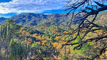 &nbsp; / L'Argentera - bosc - Baix Camp