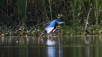 Рыболов / Красивый белогрудый зимородок, он же красноносая альциона