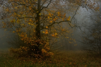 Прошедшая осень / Туманное утро