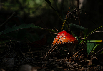 Совсем засох / ***