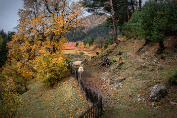 Tsvirmi Autumn With White Cows / While I was photographing autumn landscapes, two white cows suddenly crept up