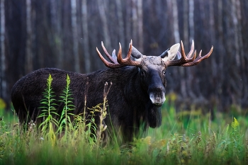 Осторожный взгляд / ***