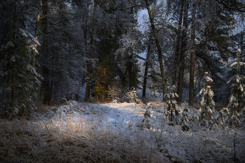 Зимний этюд с первым снегом / Интимный пейзаж
