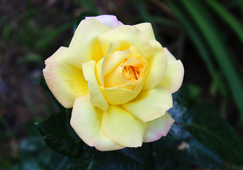 Солнечная красота / ***