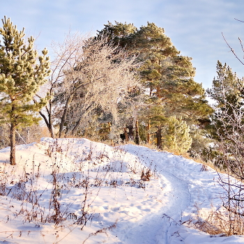Морозным днём. / Томская область