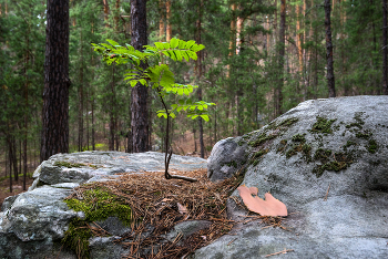 Рябинка... / ***