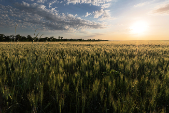 Вечер в полях / ***