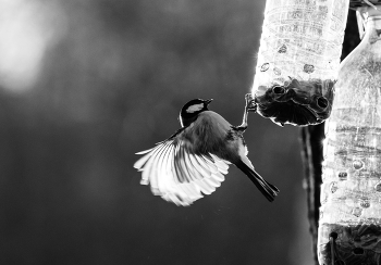 Синица у кормушки / Синица у кормушки