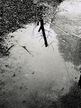 приезжали с пилами... / ***