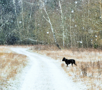 "Опять он падает чудесно-молчаливый ..." / "Опять он падает чудесно-молчаливый ...
 Из всех чудес земли тебя, о снег прекрасный,
 Тебя люблю, за что люблю - не ведаю ..."
 З.Гиппиус