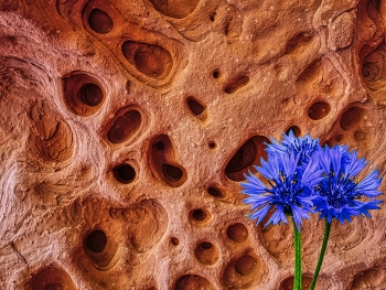 &nbsp; / Falset - Sant Gregori (flor i pedra) - Priorat