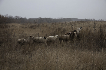 Вечерний променад / Зензибарские ламы