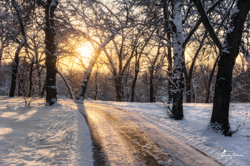 Тёплые оттенки мёда... / Роща Баума
г. Алматы