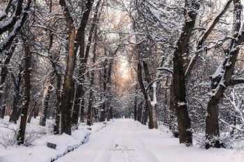 Застывшие в безмолвии... / Зимние зарисовки в роще Баума 
г. Алматы