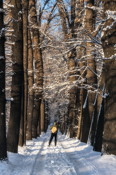 Одинокий путник на лыжне... / Дубовая аллея
Роща Баума, г. Алматы