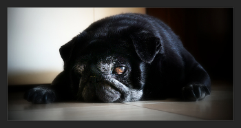 Мой старенький пёс / Когда-то увидел под одной фотографией (человек на лавочке держал на руках собаку) подпись - "Я не твой отец, но ты мне сын".
Зацепило.
Сейчас смотрю на своего поседевшего "малыша", попавшего ко мне совсем крохотным, и думаю, как же он мне дорог!