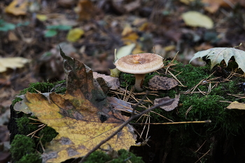 Осеннее настроение / ***