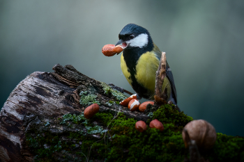 Кажется я удачно зашёл ... / Синичкина кормушка