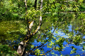Нижний Кузьминский пруд / Нижний Кузьминский пруд в Кузьминском парке в Москве. Май 2024.