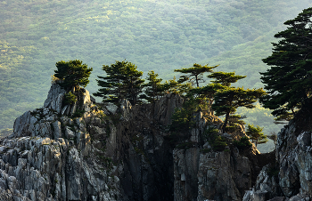 Деревья на скалах / ***