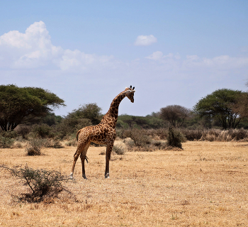 &nbsp; / Танзания