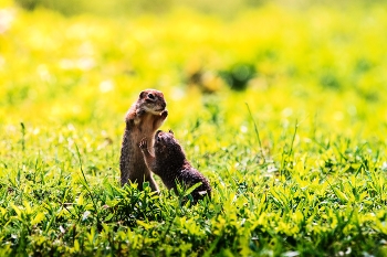 Сдавайся! / Крапчатый суслик