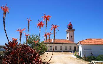 Маяк / Португалия, Лагос, Aloe cameronii